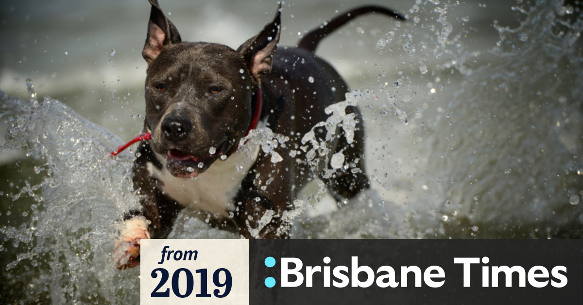 Dogs freed in offleash trial for Brisbane beaches